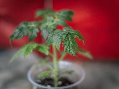 Açık plastik bir tencerede parlak kırmızı bir arka planda büyüyen bir domates bitkisinin yakın çekimi. Görüntü sağlıklı yeşil yapraklar ve yumuşak ışıklandırma gösteriyor..