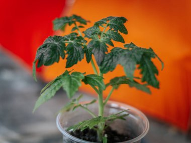 Parlak turuncu-sarı arka planda yeşil bir çömlekte küçük yeşil bir fidan. Merkezi yaprak keskin odak noktasında..