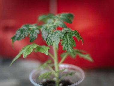 Açık plastik bir tencerede parlak kırmızı bir arka planda büyüyen bir domates bitkisinin yakın çekimi. Görüntü sağlıklı yeşil yapraklar ve yumuşak ışıklandırma gösteriyor..
