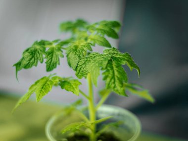 Genç bir domates bitkisinin yakın plan çekimi. Detaylı yeşil yaprakları ve ince saçları var. Hafif arka planda hafifçe aydınlatılıyor..