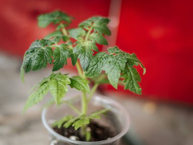 Açık plastik bir tencerede parlak kırmızı bir arka planda büyüyen bir domates bitkisinin yakın çekimi. Görüntü sağlıklı yeşil yapraklar ve yumuşak ışıklandırma gösteriyor..