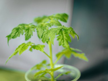 Genç bir domates bitkisinin yakın plan çekimi. Detaylı yeşil yaprakları ve ince saçları var. Hafif arka planda hafifçe aydınlatılıyor..