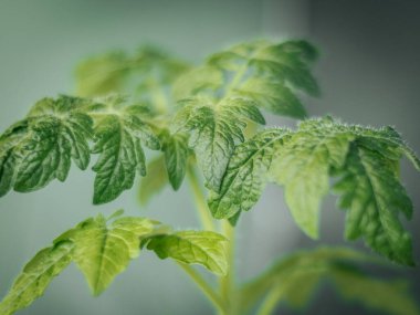 Genç bir domates bitkisinin yakın plan çekimi. Detaylı yeşil yaprakları ve ince saçları var. Hafif arka planda hafifçe aydınlatılıyor..
