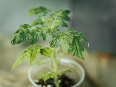 Genç bir domates bitkisinin yakın plan çekimi. Detaylı yeşil yaprakları ve ince saçları var. Hafif arka planda hafifçe aydınlatılıyor..