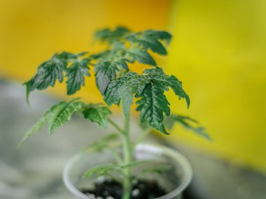 Parlak sarı arka planda, tencerede parlak yeşil bir domates bitkisi. Taze yapraklar rengarenk arkaplanlarla tezat oluşturuyor..