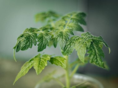 Genç bir domates bitkisinin yakın plan çekimi. Detaylı yeşil yaprakları ve ince saçları var. Hafif arka planda hafifçe aydınlatılıyor..