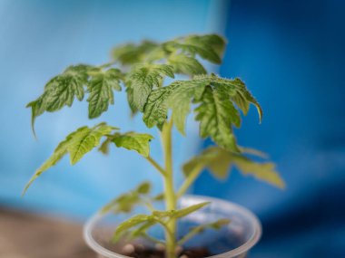 Genç bir domates bitkisinin plastik bir tencerede, yumuşak mavi bir arka planda yakın çekimi. Taze yapraklar ışıl ışıl.
