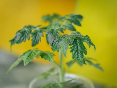 Parlak sarı arka planda, tencerede parlak yeşil bir domates bitkisi. Taze yapraklar rengarenk arkaplanlarla tezat oluşturuyor..