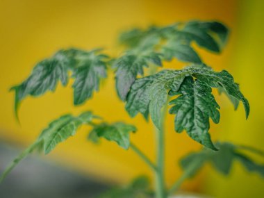 Parlak sarı arka planda, tencerede parlak yeşil bir domates bitkisi. Taze yapraklar rengarenk arkaplanlarla tezat oluşturuyor..