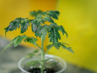 Parlak sarı arka planda, tencerede parlak yeşil bir domates bitkisi. Taze yapraklar rengarenk arkaplanlarla tezat oluşturuyor..