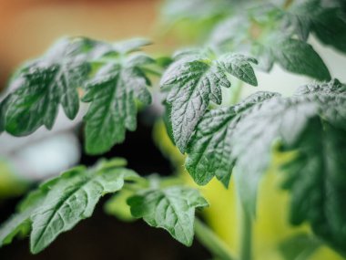 Detaylı doku ve damar yapısına sahip, yumuşak doğal aydınlatma ve bulanık bir arka planda domates yaprağının yakın çekimi..