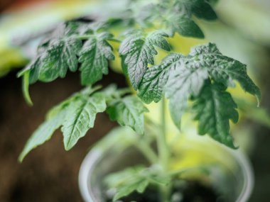 Detaylı doku ve damar yapısına sahip, yumuşak doğal aydınlatma ve bulanık bir arka planda domates yaprağının yakın çekimi..