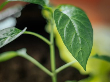 Siyah toprakta büyüyen parlak yaprakları olan genç bir bitkinin makro çekimi, yumuşak odaklı arka planla kapalı alanlarda çekildi..