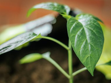 Siyah toprakta büyüyen parlak yaprakları olan genç bir bitkinin makro çekimi, yumuşak odaklı arka planla kapalı alanlarda çekildi..