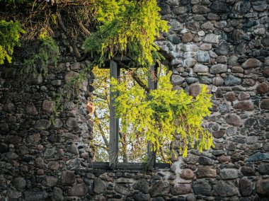 Bir kozalaklı kozalağın güneş ışığı yeşil dalları eski bir taş duvarın penceresinden büyür. Bu da doğanın harabeleri geri aldığını gösterir. Güçlü dokular ve doğal ışıklandırma.