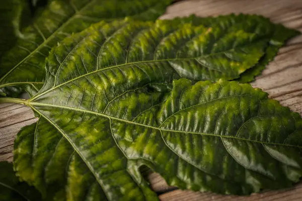 Zengin damar desenleri ve doğal yırtılma ile büyük, parlak yeşil bir yaprağın detaylı bir yakın çekimi, ahşap bir yüzeye yerleştirilmiş, dokusunu renklendiriyor..
