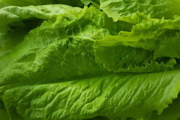 Ahşap bir yüzeye yerleştirilmiş, görünür dokusu ve nemi olan çıtır çıtır yeşil yaprak marulu. Taze detayları vurgulamak için mükemmel aydınlatılmış..