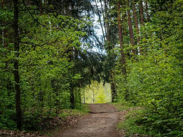 Yoğun, yeşil bir ormanda rüzgarlar esiyor, uzaktaki parlak, güneşli bir açıklığa açılıyor, uzun ağaçlar tarafından çerçevelenmiş..
