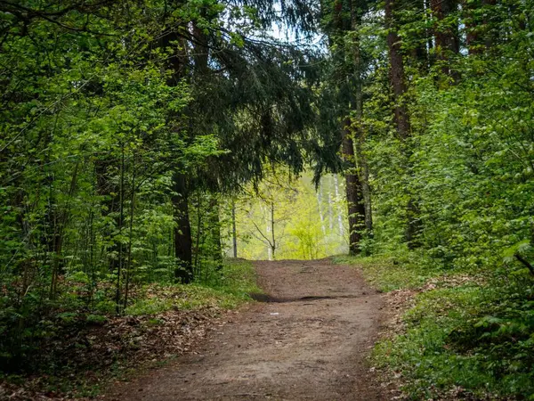 Yoğun, yeşil bir ormanda rüzgarlar esiyor, uzaktaki parlak, güneşli bir açıklığa açılıyor, uzun ağaçlar tarafından çerçevelenmiş..