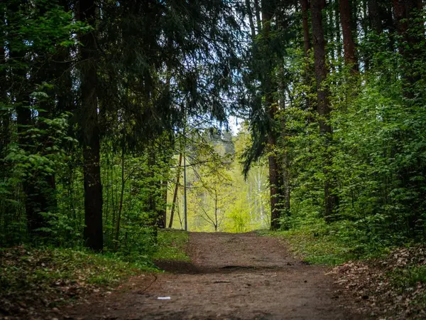 Yoğun, yeşil bir ormanda rüzgarlar esiyor, uzaktaki parlak, güneşli bir açıklığa açılıyor, uzun ağaçlar tarafından çerçevelenmiş..