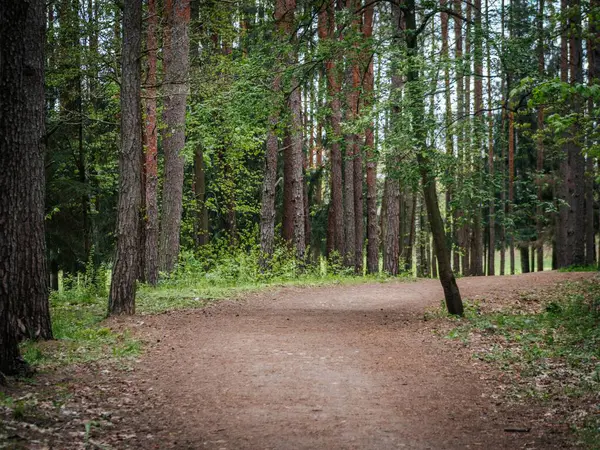 Uzun çam ağaçları ve yeşil çalılıklarıyla dolu sık bir ormanda huzurlu bir toprak yol esiyor. Filtrelenmiş gün ışığı barışçıl bir atmosfer yaratıyor..
