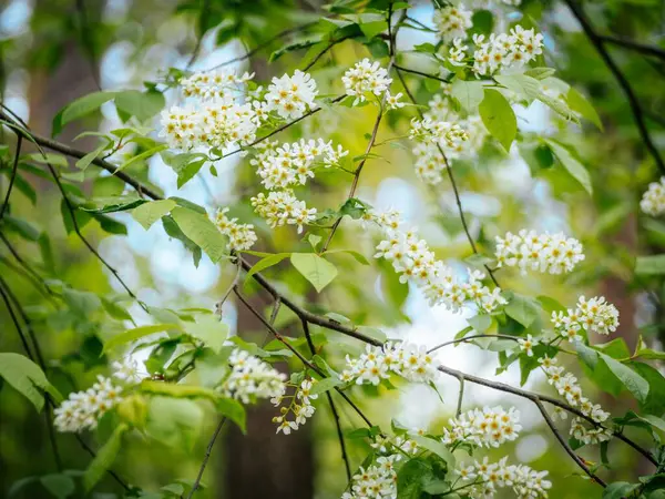 Havva kiraz ağacının dallarına yakın plan, küçük beyaz çiçekler ve parlak yeşil yapraklar ile süslenmiş, yumuşak bulanık doğal arka plan.