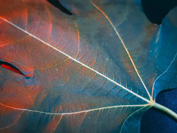 Zengin mavi tonları ve ince kırmızı-turuncu damarları olan bir yaprağın detaylı makro görüntüsü kopya alanı ile dengesiz, yüksek kontrastlı doğal dokuyu oluşturur..