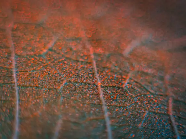 Zengin mavi tonları ve ince kırmızı-turuncu damarları olan bir yaprağın detaylı makro görüntüsü kopya alanı ile dengesiz, yüksek kontrastlı doğal dokuyu oluşturur..