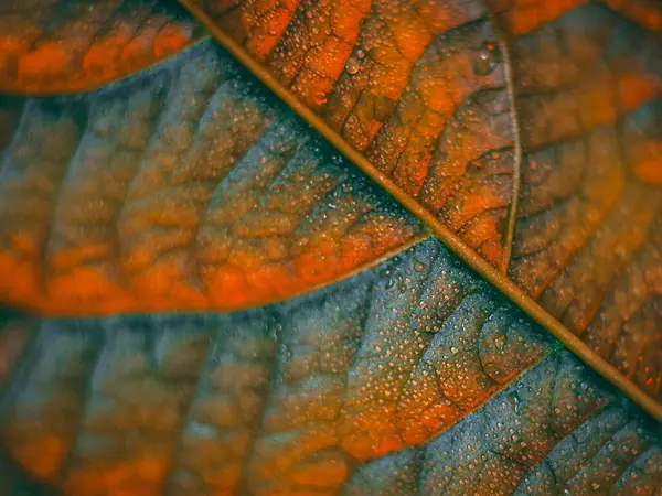 Turuncu ve yeşil damar desenleri olan bir yaprağın makro görüntüsü, sığ bir alan derinliğiyle parlak ve dokulu bir sonbahar hissi yaratıyor..