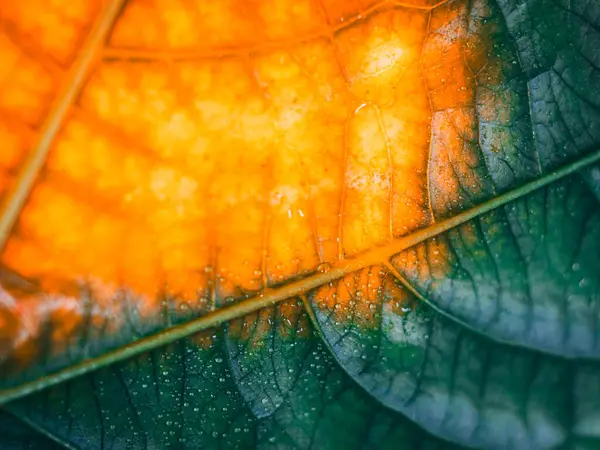 Parlak bir yüzey ve metin alanına sahip parlak turuncu, sarı ve yeşil tonlarda ayrıntılı damar desenlerini gösteren bir yaprağın makro görüntüsü.