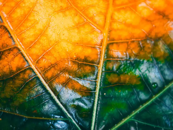 Parlak bir yüzey ve metin alanına sahip parlak turuncu, sarı ve yeşil tonlarda ayrıntılı damar desenlerini gösteren bir yaprağın makro görüntüsü.