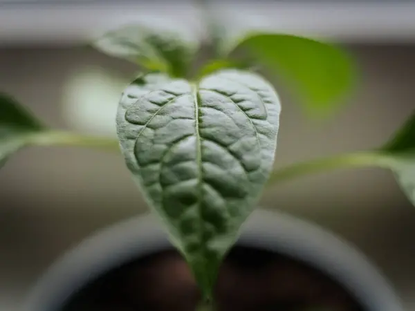 Genç bir çan biberi bitkisinin parlak yeşil yapraklarının, yumuşak ve nötr arka planda görünen damarlarıyla detaylı bir makro görüntüsü..