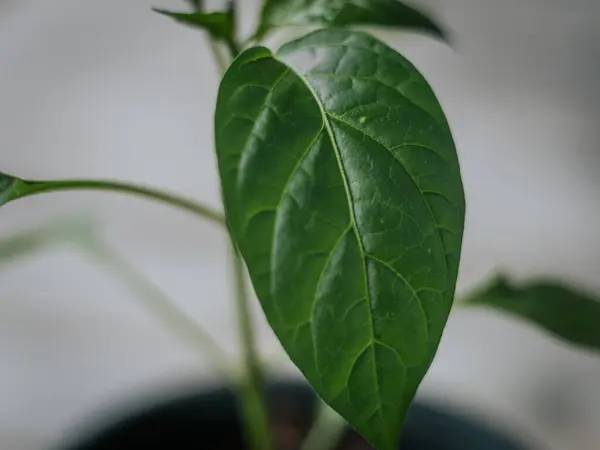 Genç bir çan biberi bitkisinin parlak yeşil yapraklarının, yumuşak ve nötr arka planda görünen damarlarıyla detaylı bir makro görüntüsü..