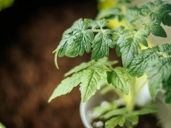 Detaylı doku ve damar yapısına sahip, yumuşak doğal aydınlatma ve bulanık bir arka planda domates yaprağının yakın çekimi..