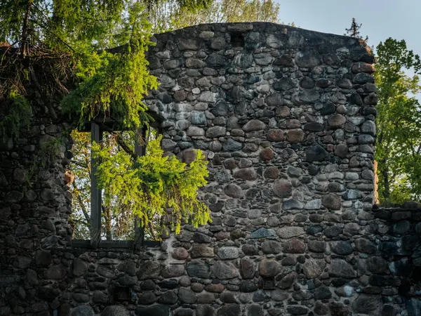 Bir kozalaklı kozalağın güneş ışığı yeşil dalları eski bir taş duvarın penceresinden büyür. Bu da doğanın harabeleri geri aldığını gösterir. Güçlü dokular ve doğal ışıklandırma.