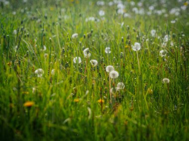 Yoğun karahindiba tohumu başları ve gövdeleriyle dolu yeşil çayır manzarası altın bahar güneşinde yumuşak, havadar bir doku oluşturur..