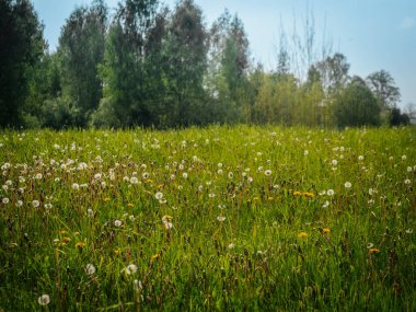 Karahindiba tohumu başları ve sarı çiçeklerle dolu güneşli bir çayır açık mavi gökyüzünün altında bir orman zeminine uzanıyor. Huzurlu bir bahar sahnesi.