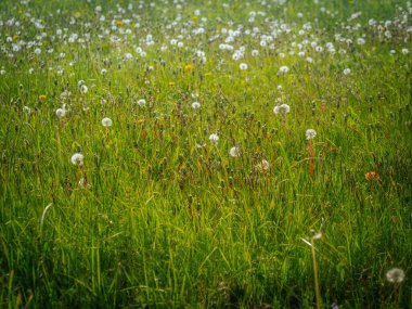 Yoğun karahindiba tohumu başları ve gövdeleriyle dolu yeşil çayır manzarası altın bahar güneşinde yumuşak, havadar bir doku oluşturur..