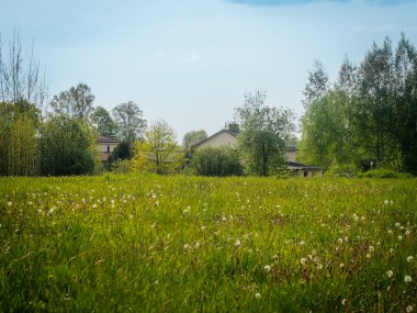Karahindiba tohumu başlarıyla dolu yemyeşil bir çayır açık mavi gökyüzünün altındaki yüksek ağaçların arasına kurulmuş birkaç çiftlik evine doğru uzanır..