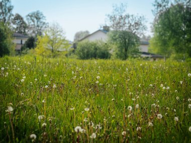 Karahindiba tohumu başlarıyla dolu yemyeşil bir çayır açık mavi gökyüzünün altındaki yüksek ağaçların arasına kurulmuş birkaç çiftlik evine doğru uzanır..