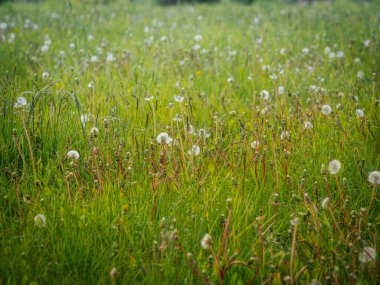 Yoğun karahindiba tohumu başları ve gövdeleriyle dolu yeşil çayır manzarası altın bahar güneşinde yumuşak, havadar bir doku oluşturur..