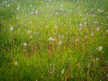 Yoğun karahindiba tohumu başları ve gövdeleriyle dolu yeşil çayır manzarası altın bahar güneşinde yumuşak, havadar bir doku oluşturur..