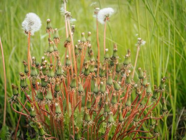 Kırmızı saplı ve yeşil arkaplanlı yoğun bir karahindiba tohumu tohumu kümesi bitkinin çiçek açma aşamasını doğal ışık altında gösteriyor..