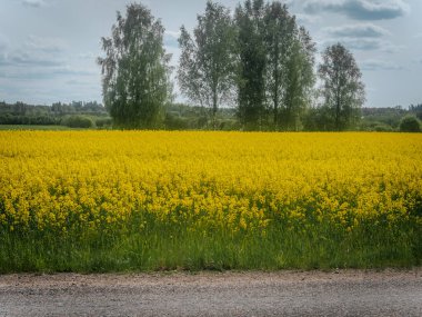Parlak sarı bir kolza tohumu tarlası bulutlu bir gökyüzünün altında sakin bir köy yolu boyunca uzanır. Uzun ağaçlar ve uzak bir orman..