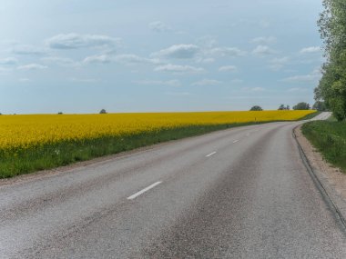 Sakin bir köy yolu, sakin ve bulutlu bir gökyüzünün altında geniş sarı kolza tohumu tarlalarıyla çevrili açık bir arazide yavaşça esiyor..