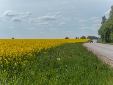 Araba, mavi gökyüzünün altında parlak kolza tohumu tarlaları ve yoğun yeşil ağaçlarla çevrili bir kır yolu boyunca ilerliyor..