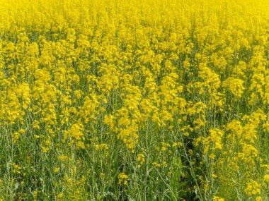 Yeşil bir tarlayı kaplayan kalın, parlak, sarı kolza çiçeği kümesinin yakın plan görüntüsü görünür bir ufuk çizgisi olmadan..
