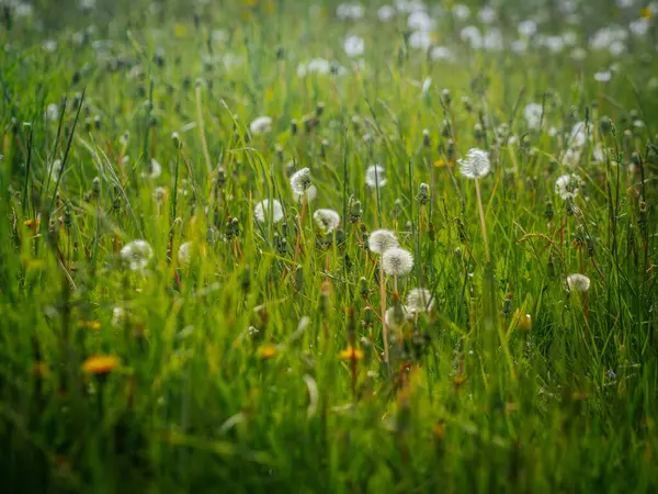 Yoğun karahindiba tohumu başları ve gövdeleriyle dolu yeşil çayır manzarası altın bahar güneşinde yumuşak, havadar bir doku oluşturur..