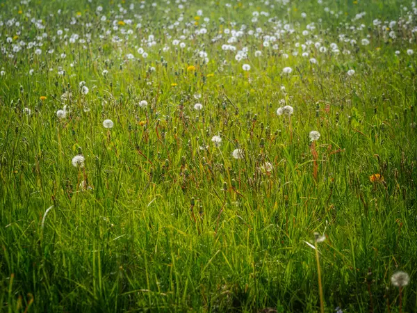 Yoğun karahindiba tohumu başları ve gövdeleriyle dolu yeşil çayır manzarası altın bahar güneşinde yumuşak, havadar bir doku oluşturur..