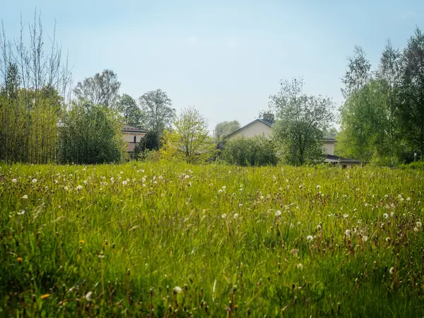 Karahindiba tohumu başlarıyla dolu yemyeşil bir çayır açık mavi gökyüzünün altındaki yüksek ağaçların arasına kurulmuş birkaç çiftlik evine doğru uzanır..
